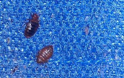 Tiny bed bugs. Things To Know About Tiny bed bugs. 